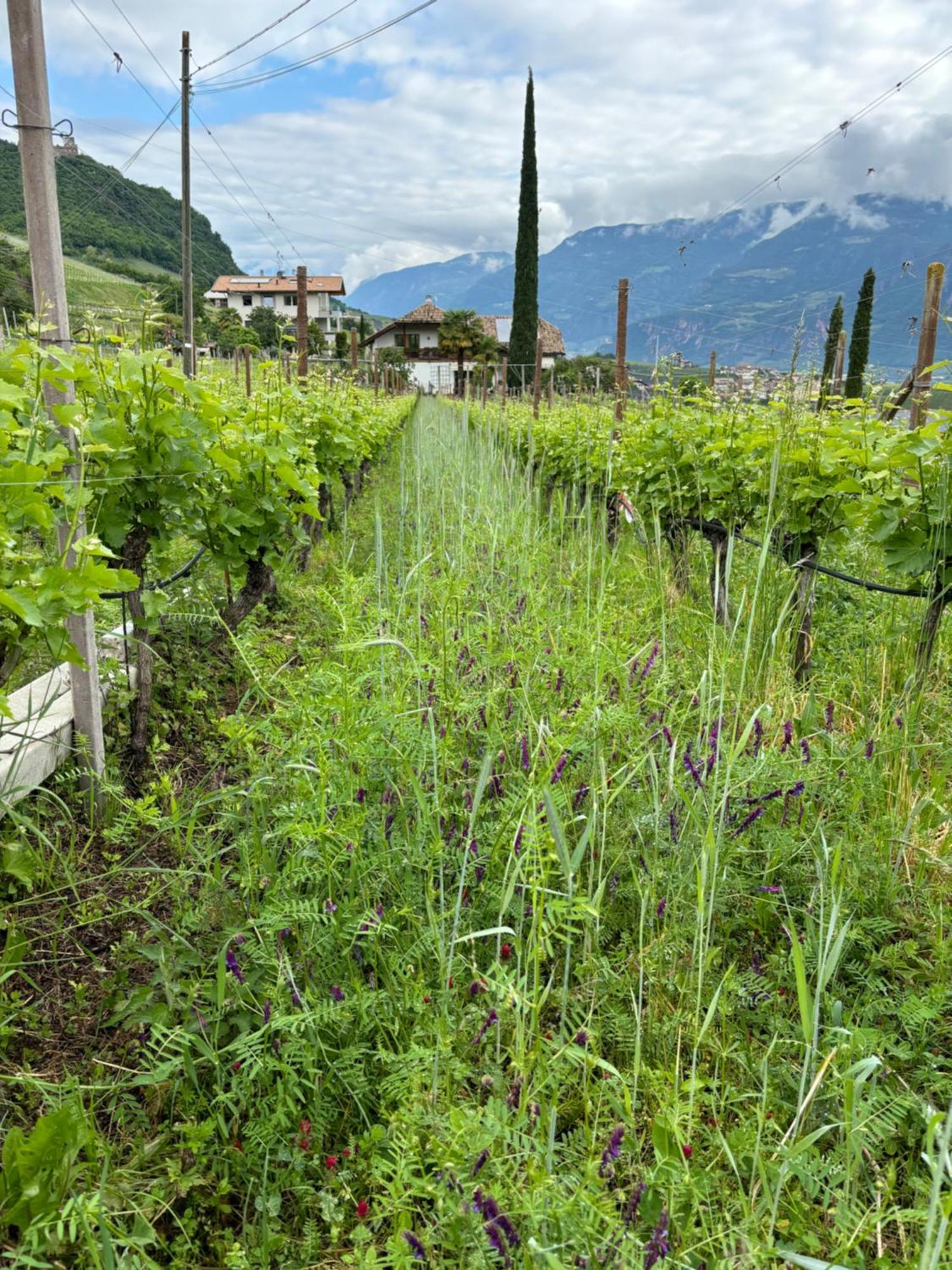 Gfillhof Ferienwohnung 3 Appiano Sulla Strada Del Vino Luaran gambar